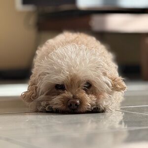 Meet your Posher, Luz